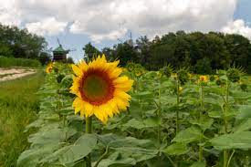 Sunflower image