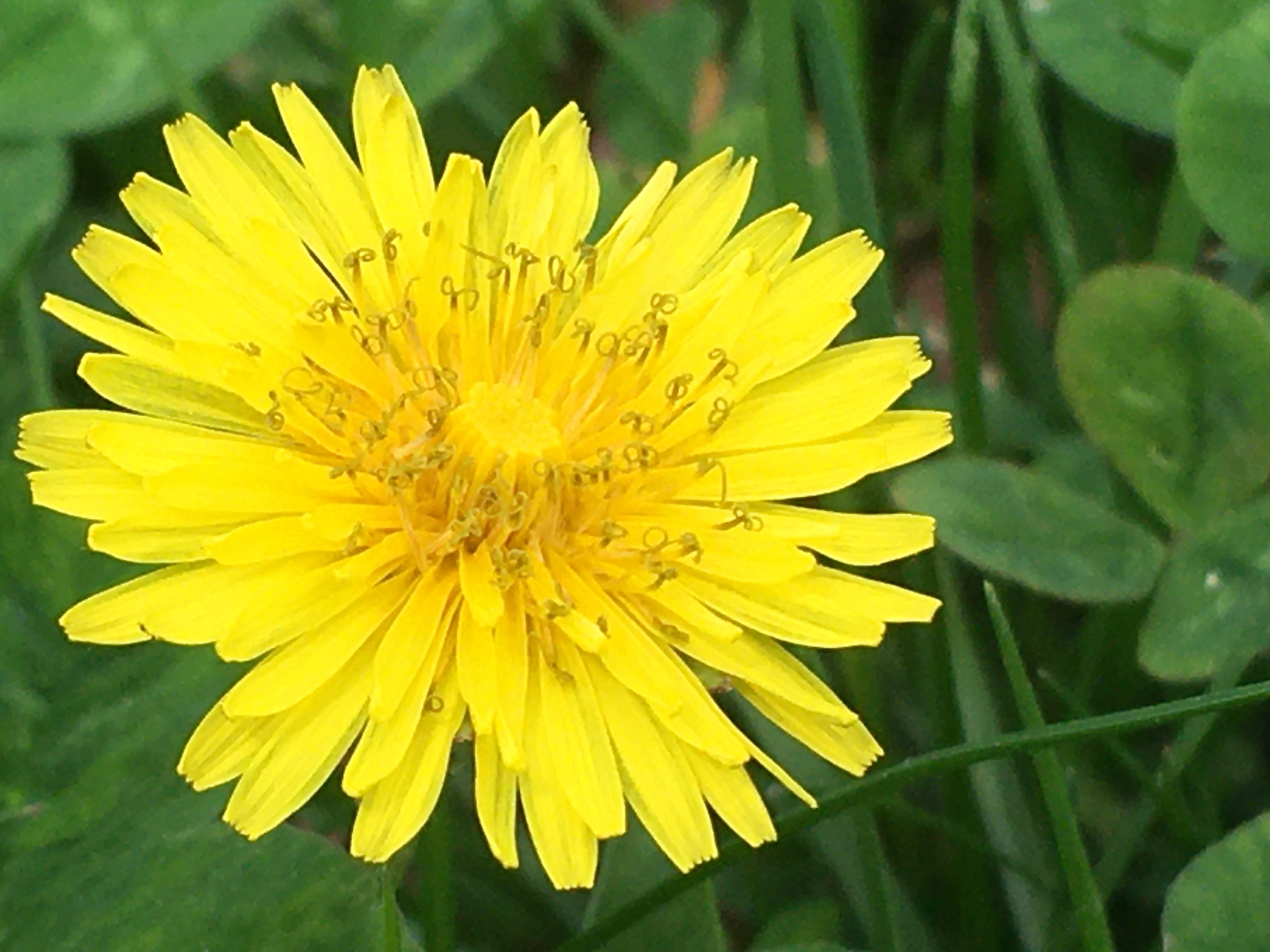 Kaili yellow flower